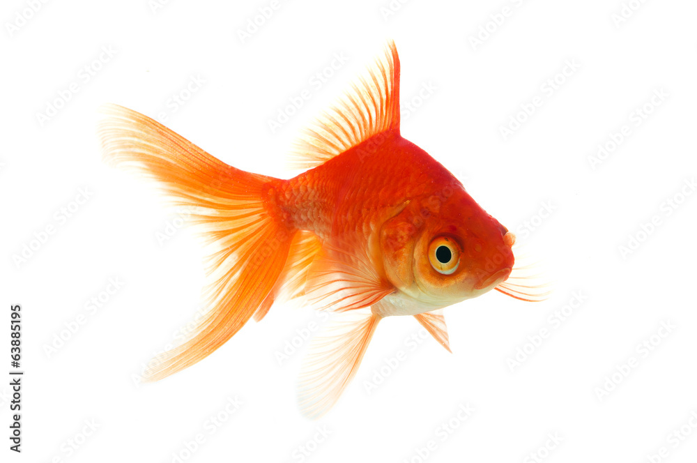 Golden fish Golden fish
