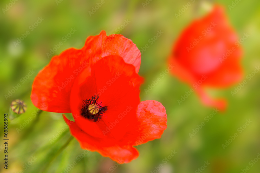 Red poppy flowers isolated on green background. Red poppy flowers isolated on green background.