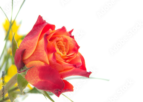 red, orange roses with green leaves