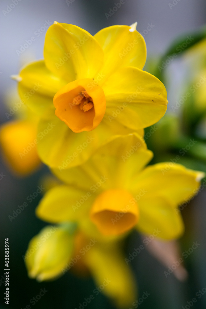 Fototapeta premium 水仙