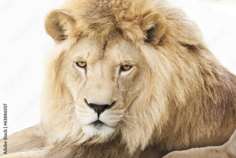 Obraz premium Lion