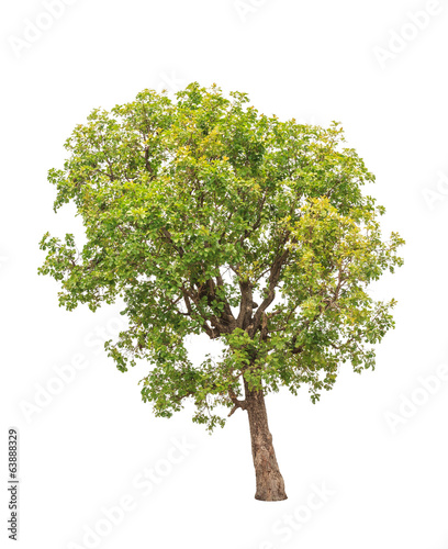Tropical tree in Thailand Isolated on white background