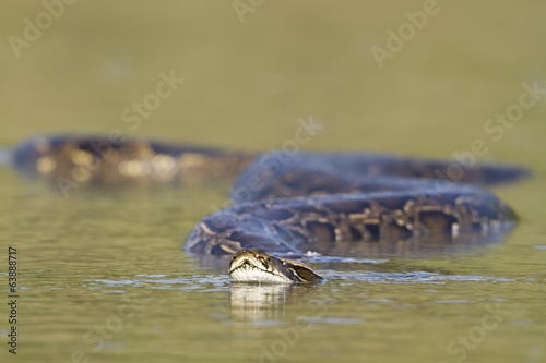 Asian Python in river in Nepal photo