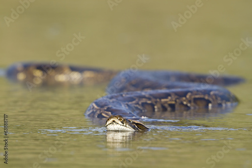 Foto Asian Python in river in Nepal