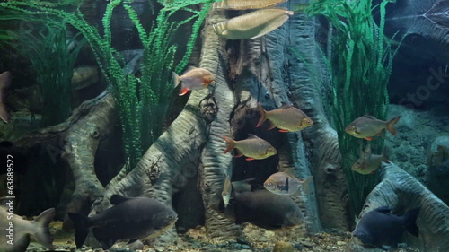 Freshwater aquarium with big fishes