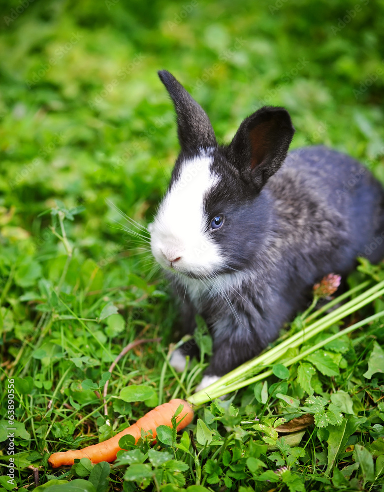 Funny baby rabbit in grass Funny baby rabbit in grass