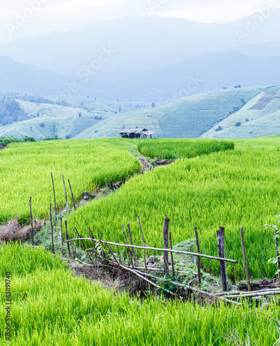 rice growing in field on the mountain with blue sky 