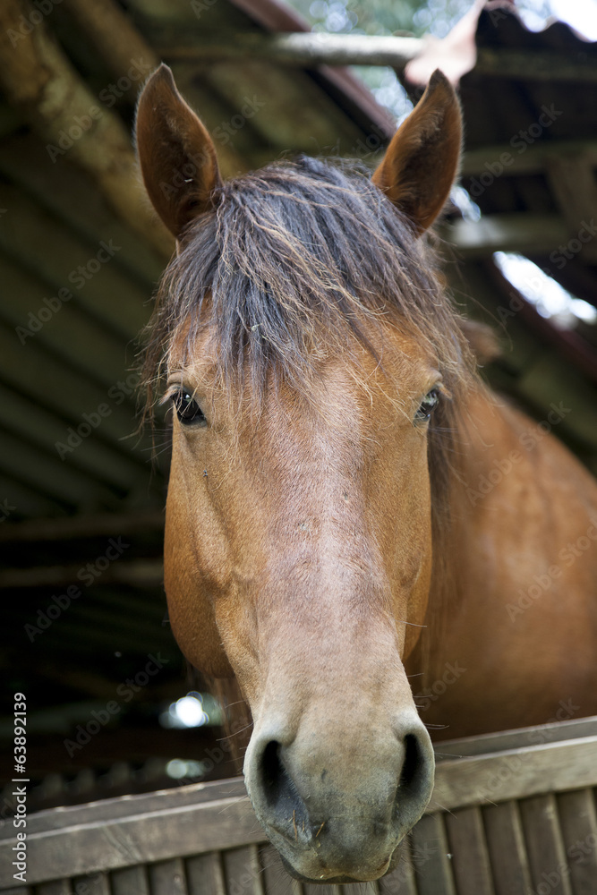 testa di cavallo