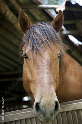 Obraz na płótnie testa di cavallo w salonie