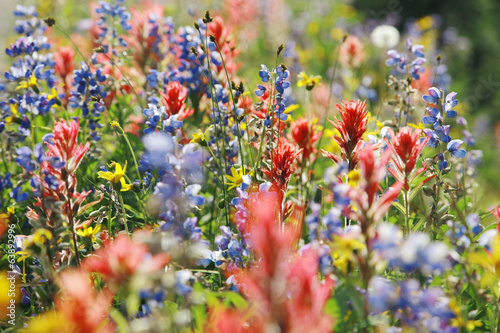 Blumenwiese photo