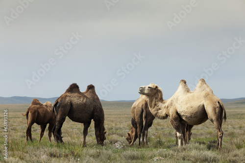Fototapeta Naklejka Na Ścianę i Meble -  group of camels