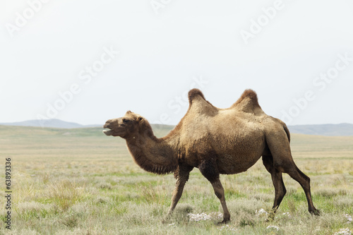 camel in the taklamakan desert