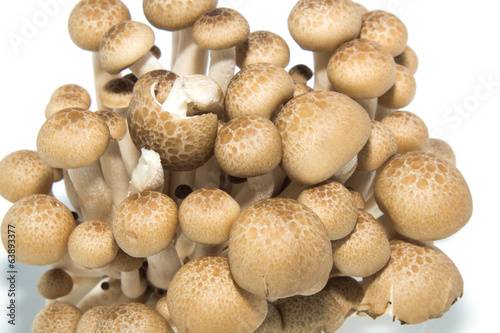 mushroom