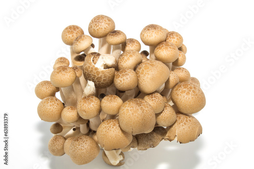 mushroom