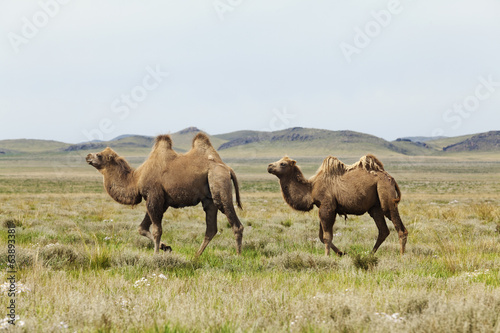 Fototapeta Naklejka Na Ścianę i Meble -  group of camels
