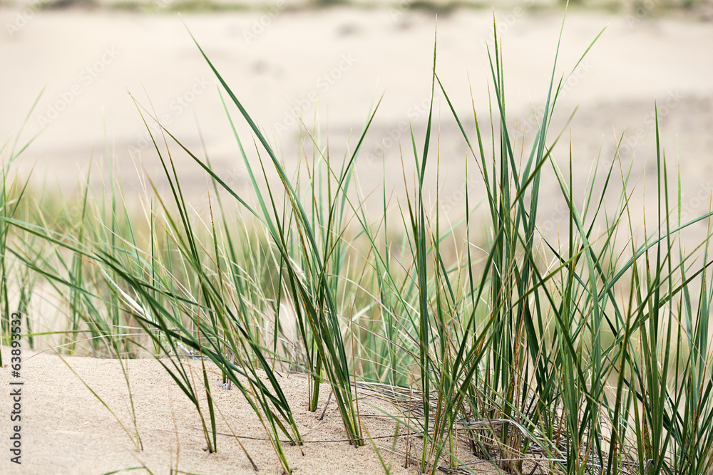 Obraz premium dune with grass