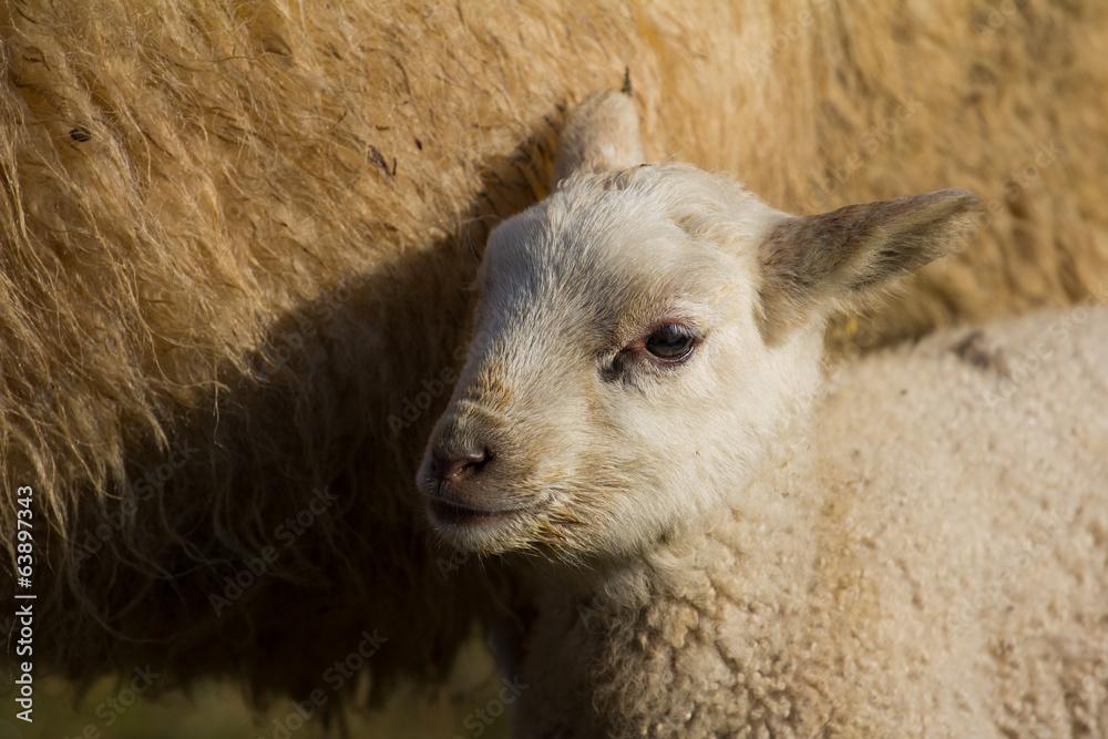 Fototapeta premium Hausschaf