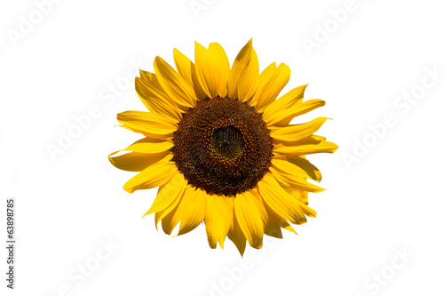 Isolated sunflower on white
