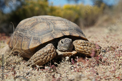 Desert Tortoise head On