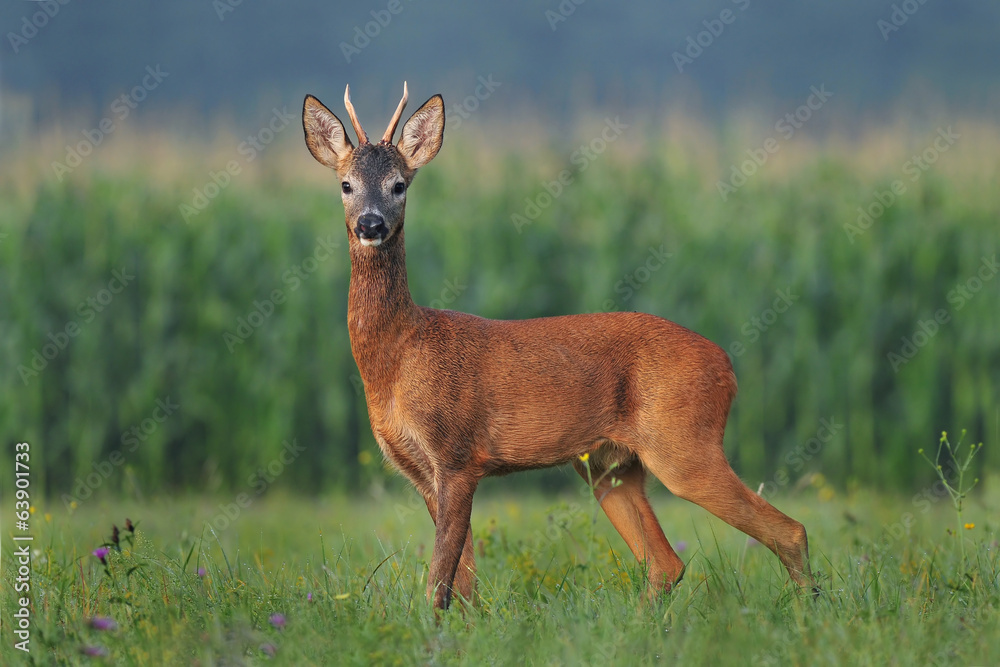 Obraz premium Roe deer