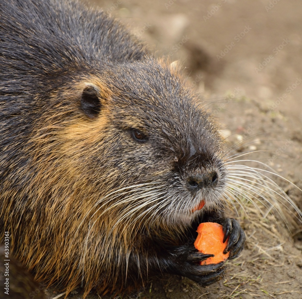 Nutria Nutria