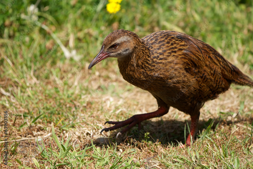 Flightless Flightless