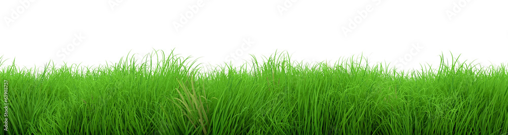 Fototapeta premium wspaniały zielony trawa lato na białym tle