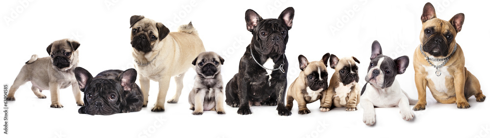 Group of French Bulldogs all ages  in front of white background