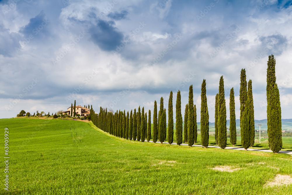 Fototapeta premium wiejska droga otoczona cyprysami wznosząca się na wzgórze