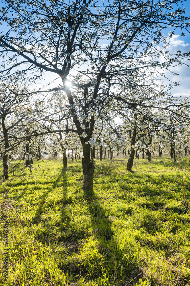 Cherry orchard spring vertical