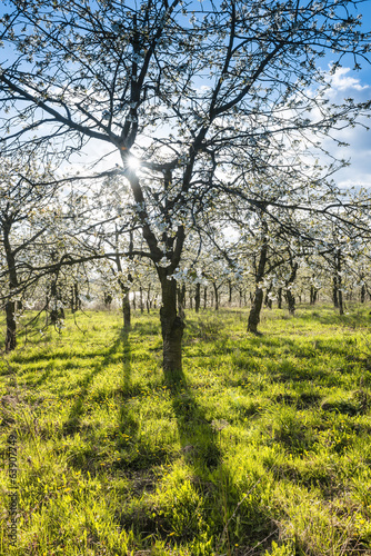 Cherry orchard spring vertical