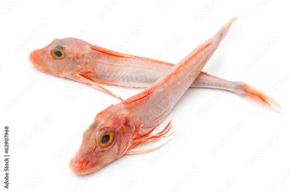 Fototapeta premium Gurnard fish isolated on white.