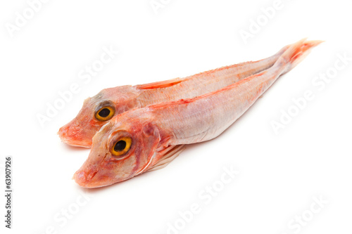 Gurnard fish isolated on white.