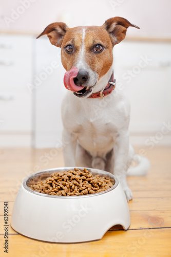 Konstfotografi hungry dog