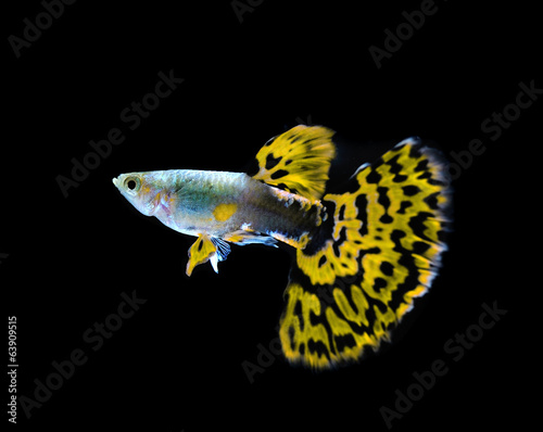 yellow guppy  fish swimming isolated on black