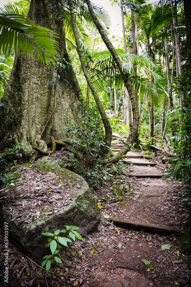 Fototapeta premium Forest Path