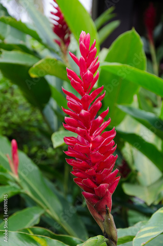 ginger flower