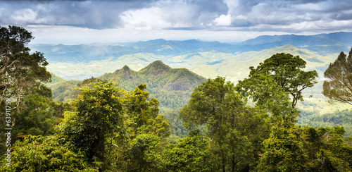 Queensland Rainforest photo