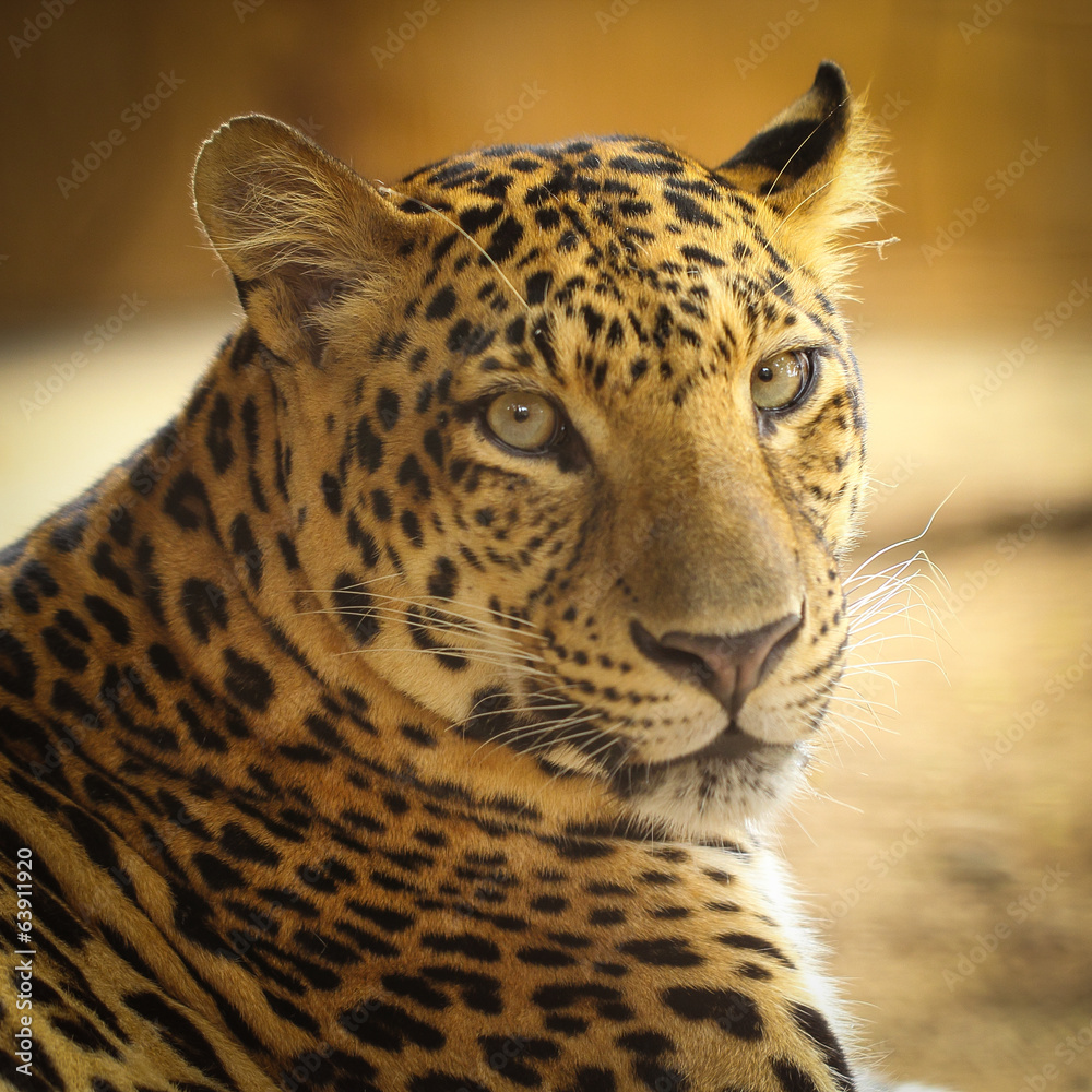 Close up face of Jaguar animal Stock Photo | Adobe Stock