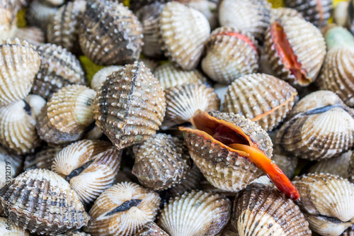 Blood cockle (Anadara granosa).