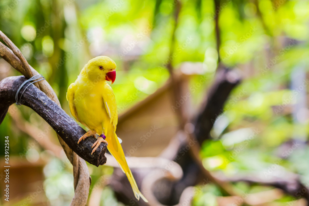 Fototapeta premium Yellow Ringnecked Parakeet (Psittacula krameri).