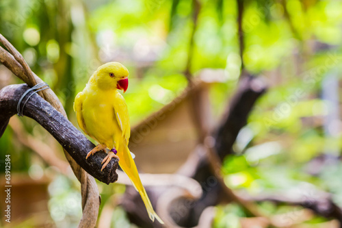 Yellow Ringnecked Parakeet (Psittacula krameri). photo
