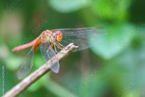 Red Dragonfly © ducksmallfoto