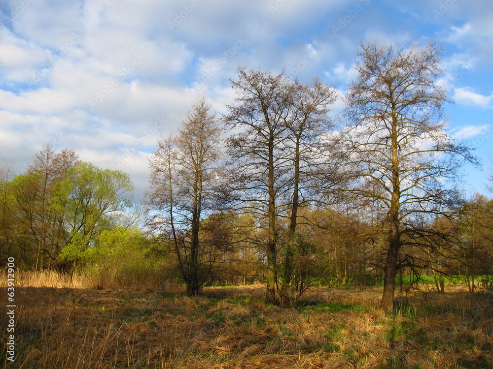 Spring landscape with trees and dry grass Spring landscape with trees and dry grass