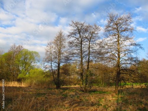 Spring landscape with trees and dry grass