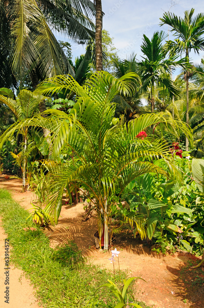 Obraz premium tropical garden