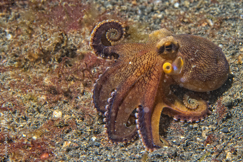 coconut octopus underwater portrait