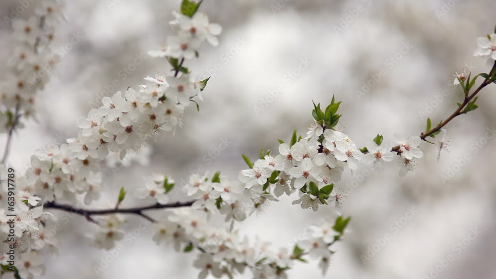 Cherry blossoms in springtime. Sliding camera Cherry blossoms in springtime. Sliding camera