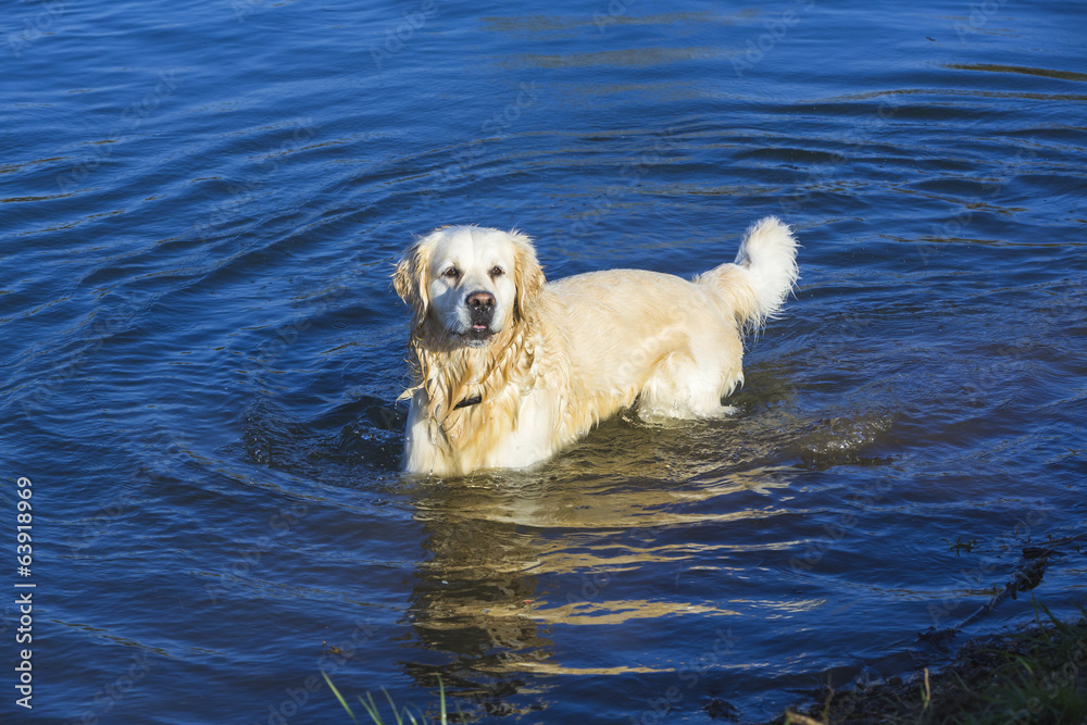 Retriever