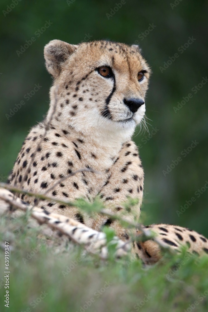 Cheetah Wild Cat